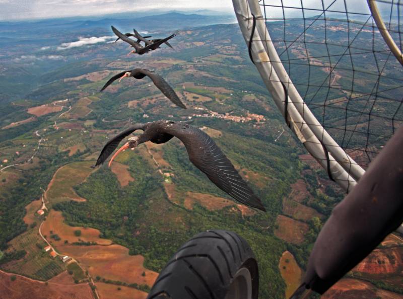 El ibis revela los secretos de vuelo en formación ‘V’ de las aves