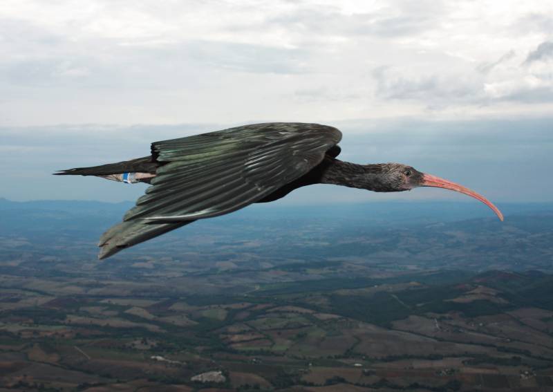 El ibis revela los secretos de vuelo en formación ‘V’ de las aves 