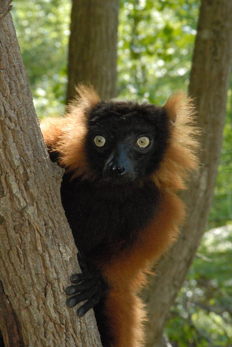 Lémur rufo rojo 