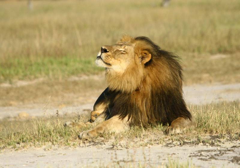Los leones de casi toda África desaparecen rápidamente