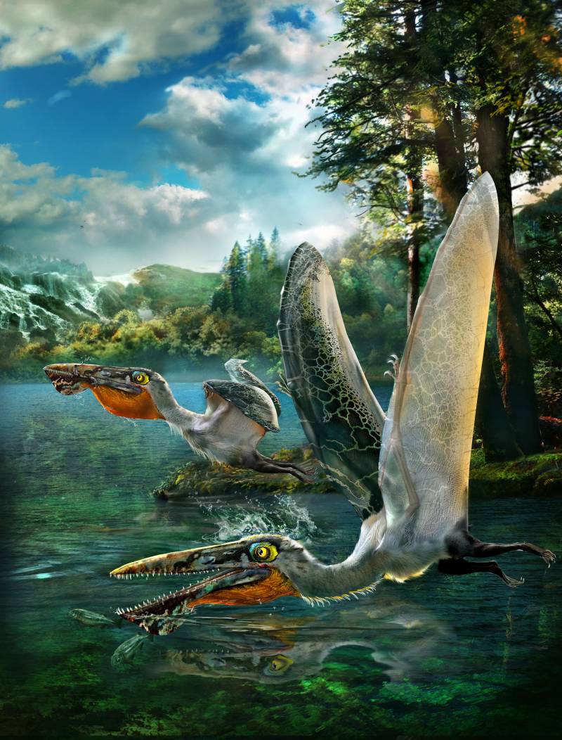 Una nueva especie de pterosaurio podía cazar mientras volaba