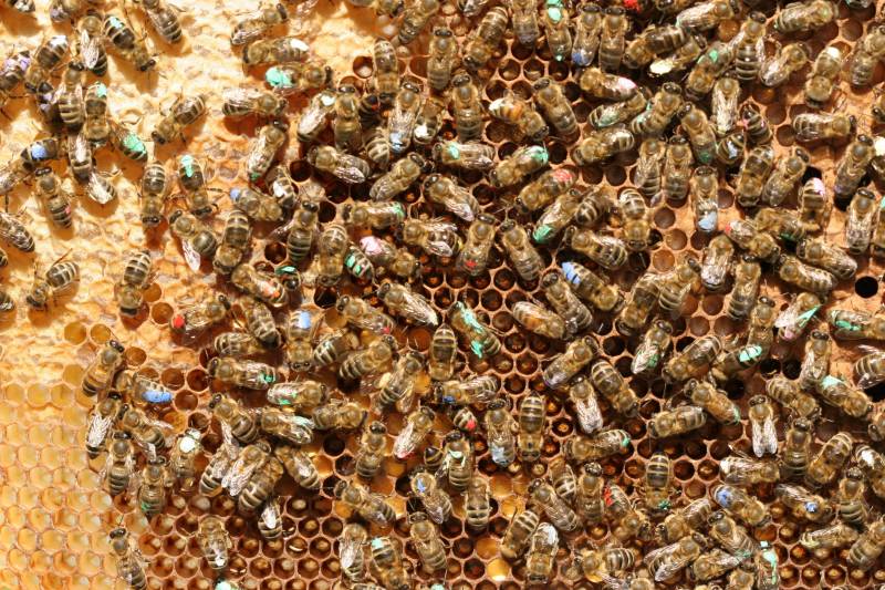 Abejas ancianas con cerebros jóvenes