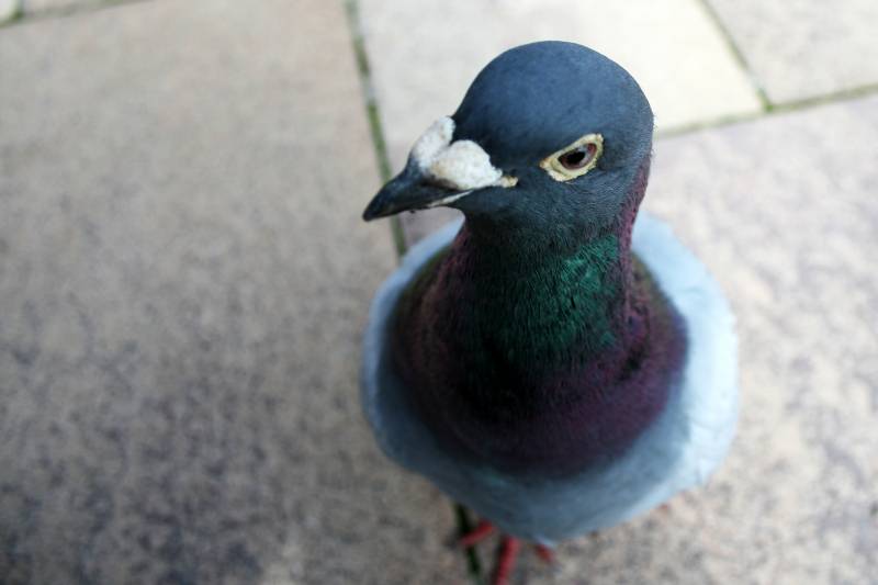 Desarrollan un ‘neurolector’ que analiza los cerebros de las palomas en vuelo