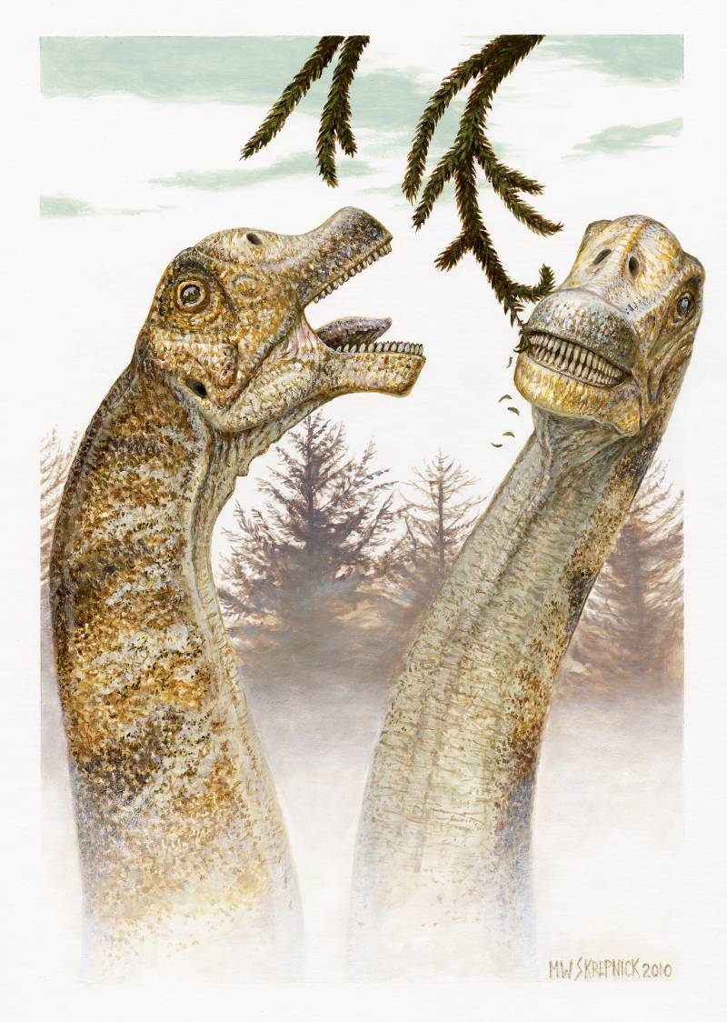 Descubren cuatro cráneos de una nueva especie dinosaurio herbívoro