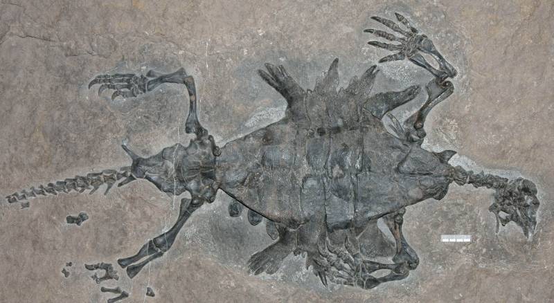 Descubren la especie de tortuga más antigua
