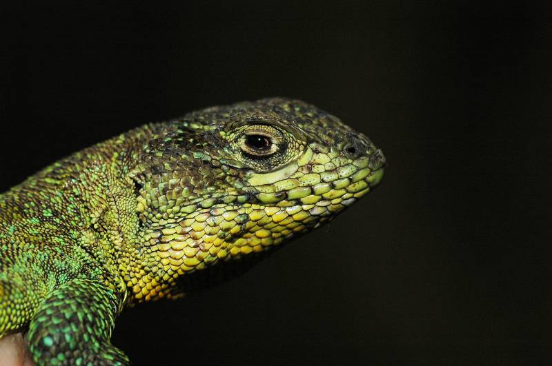 Lagarto del género Liolaemus en Bolivia. 