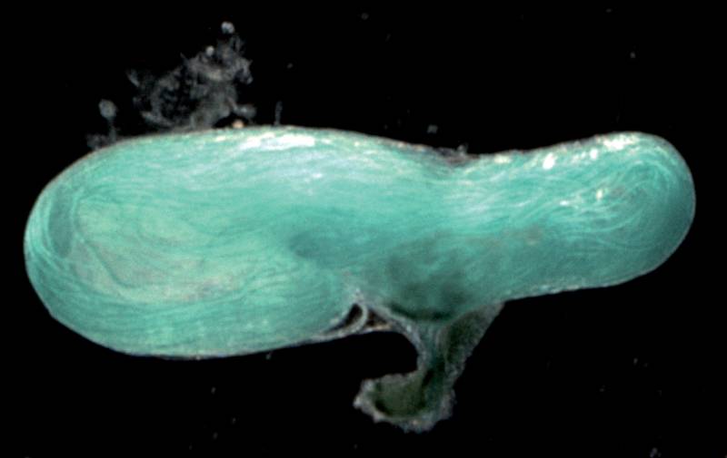 El esperma gigante como estrategia evolutiva (y II)