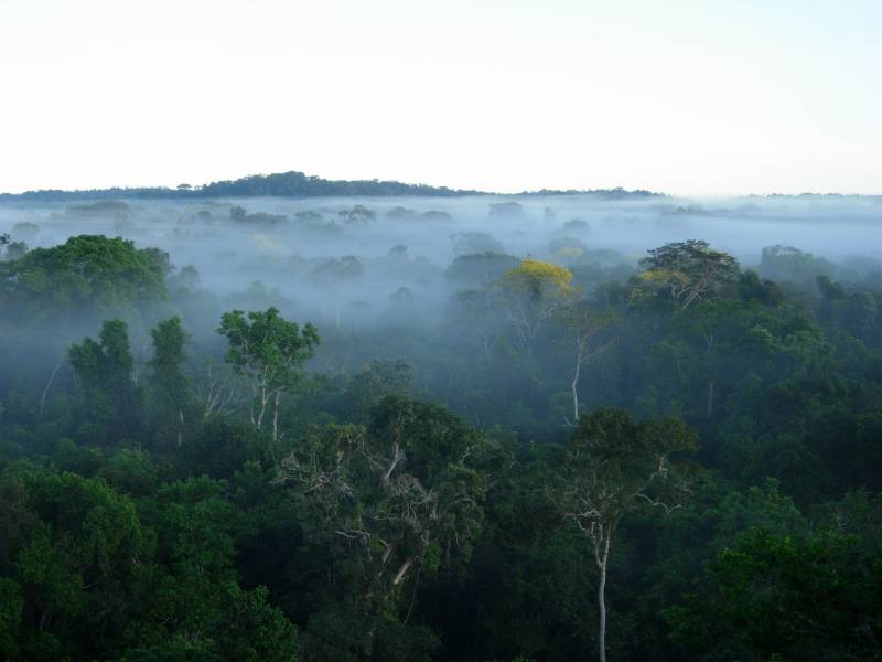La deforestación de la selva no es rentable económicamente (y II)