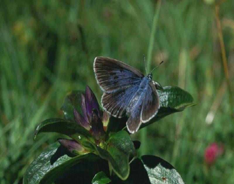 Una especie de mariposa imita los sonidos de las hormigas para infiltrar a su descendencia en la colonia 