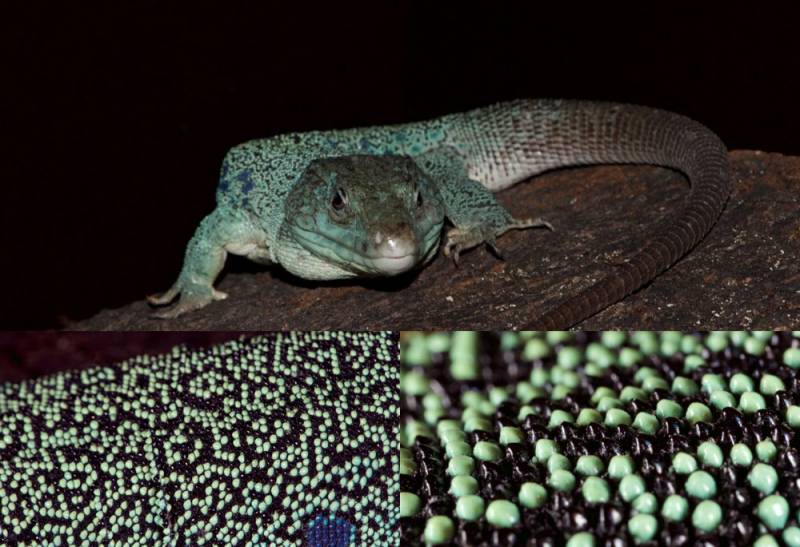 Las manchas del lagarto evolucionan según un patrón matemático