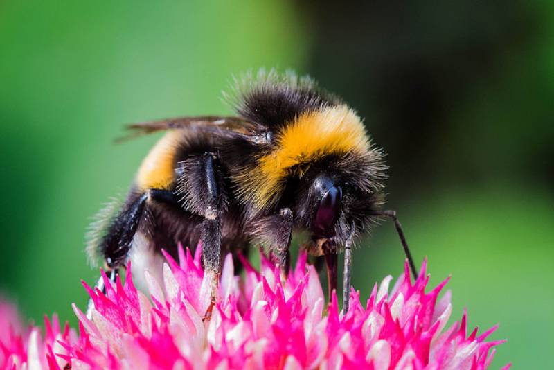 Los pesticidas impiden a los abejorros formar colonias