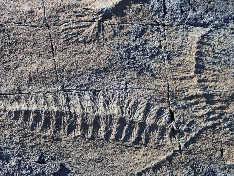 Nuevos fósiles revelan cómo se reproducían los organismos ediacáricos