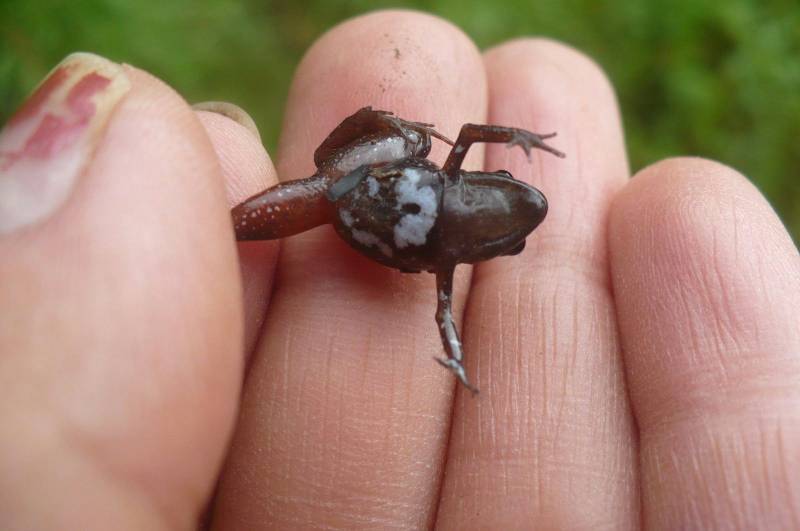 Oscura y con marcas blancas, así es el aspecto de la nueva especie de rana andina