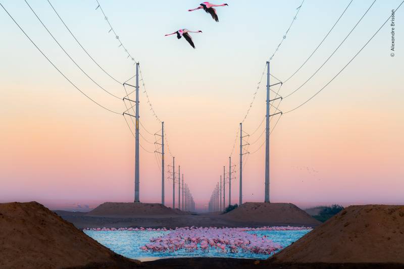 © Alexandre Brisson, Wildlife Photographer of the Year
