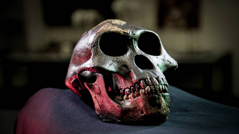Cráneo de Lucy, Australopithecus afarensis, incluida en el estudio / David Hocking