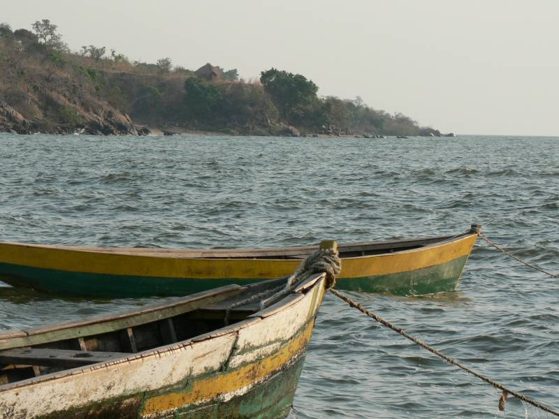 Las hembras de estos peces generan nuevas especies al confundirse de pareja