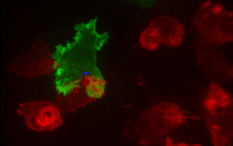 Cómo los linfocitos T atacan a las células cancerosas