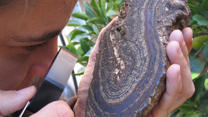 Descubren en Cantabria unas bacterias fosilizadas únicas en el mundo