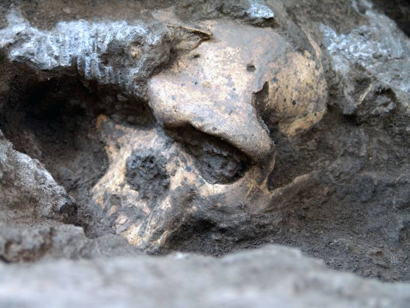 Descubren en Georgia un cráneo humano de hace 1.800.000 años 