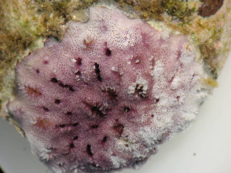 Descubren nuevos organismos coloniales marinos en Madeira