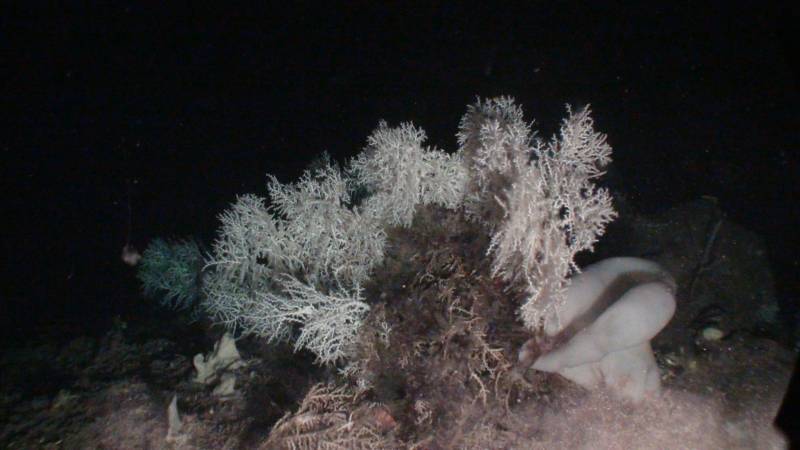 Descubren uno de los arrecifes de coral de profundidad más importantes en el Mar de Alborán