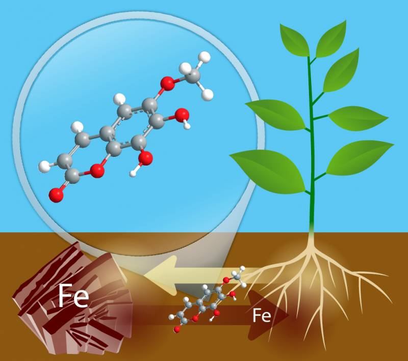 Detectan compuestos naturales que facilitan la toma de hierro por las plantas
