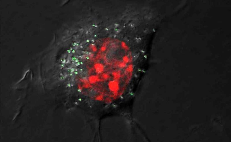 Dulcificar las nanopartículas de plata varía su toxicidad en las células