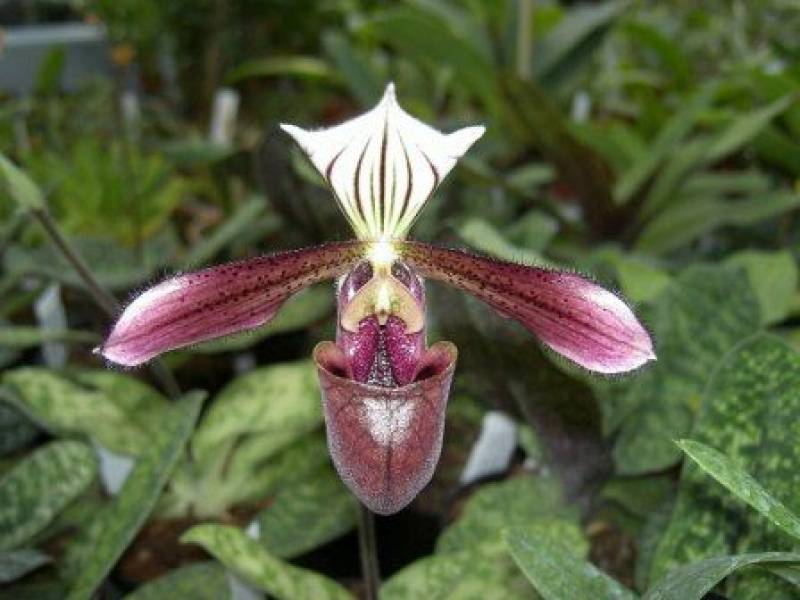 El 99% de las subespecies de la orquídea zapatito se encuentran amenazadas