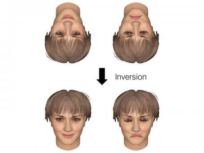 El cerebro actúa igual para reconocer un móvil que una cara
