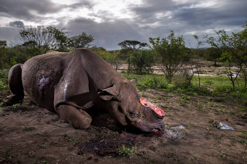 El rinoceronte mutilado, imagen ganadora en el Wildlife Photographer 2017
