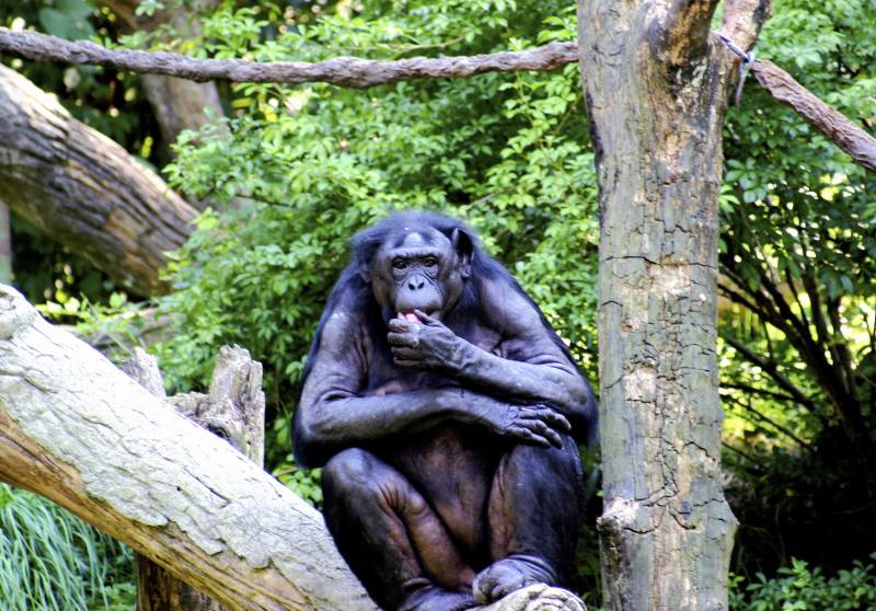 Los bonobos, menos pacíficos de lo que se pensaba