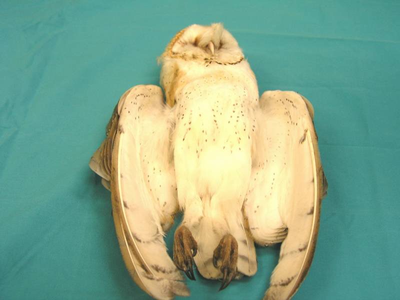 Plomo y cadmio en aves rapaces, un riesgo para su supervivencia