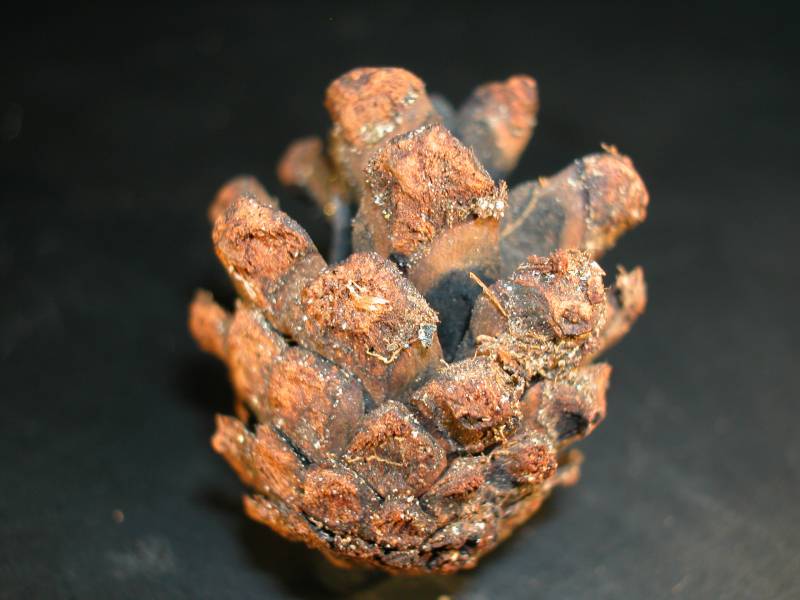 La desaparición de los pinos de la Cordillera Cantábrica amenaza al urogallo (y III)