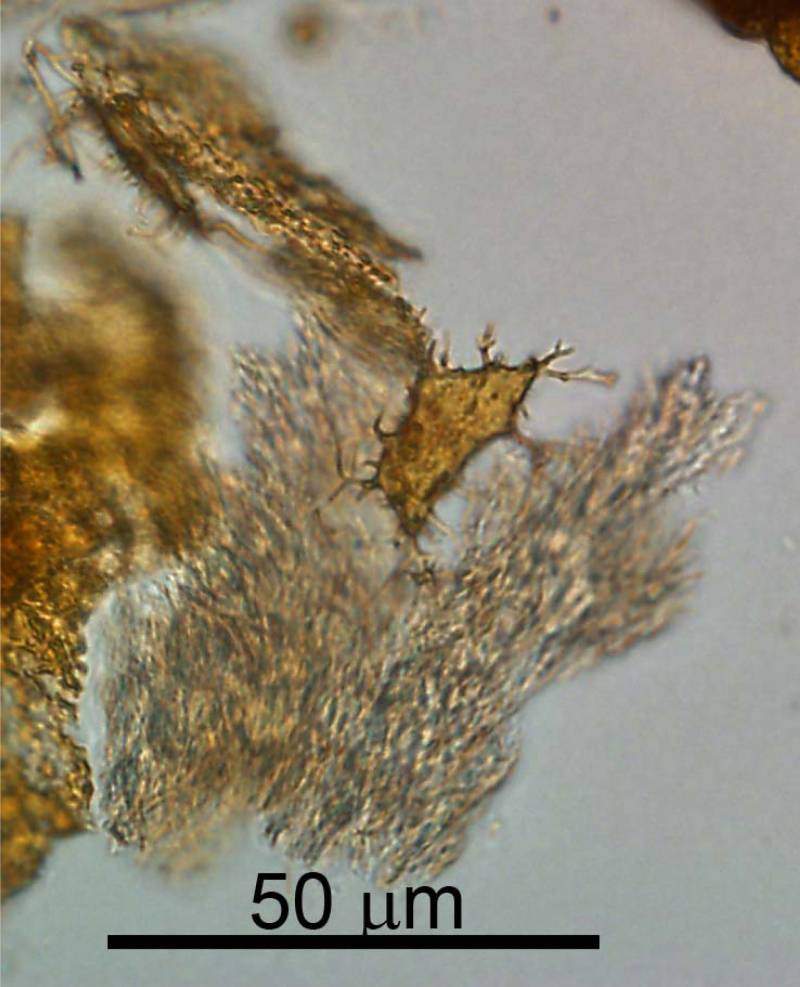 Consiguen recuperar proteínas de colágeno de un Hadrosaurio