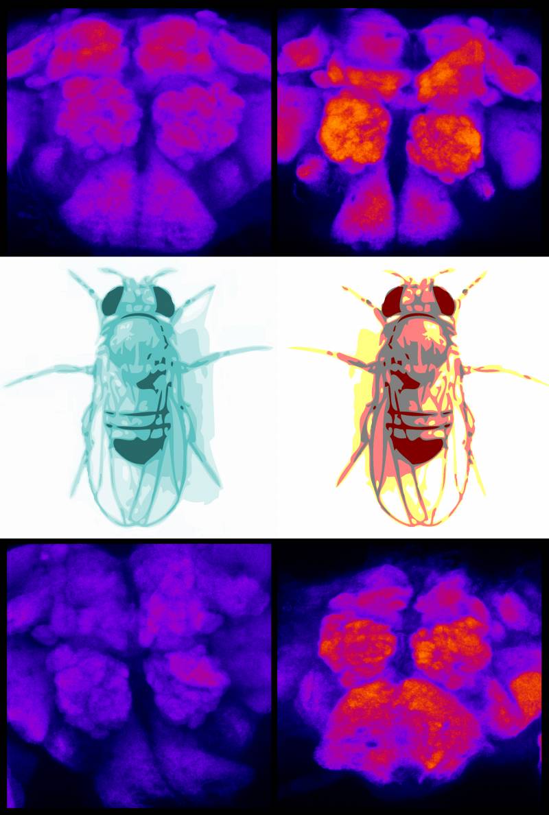 Cómo afecta el sueño a la actividad cerebral