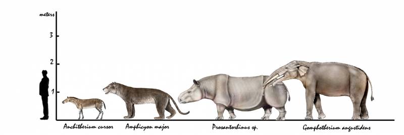 Describen el cambio climático ancestral a través del esmalte dental fosilizado