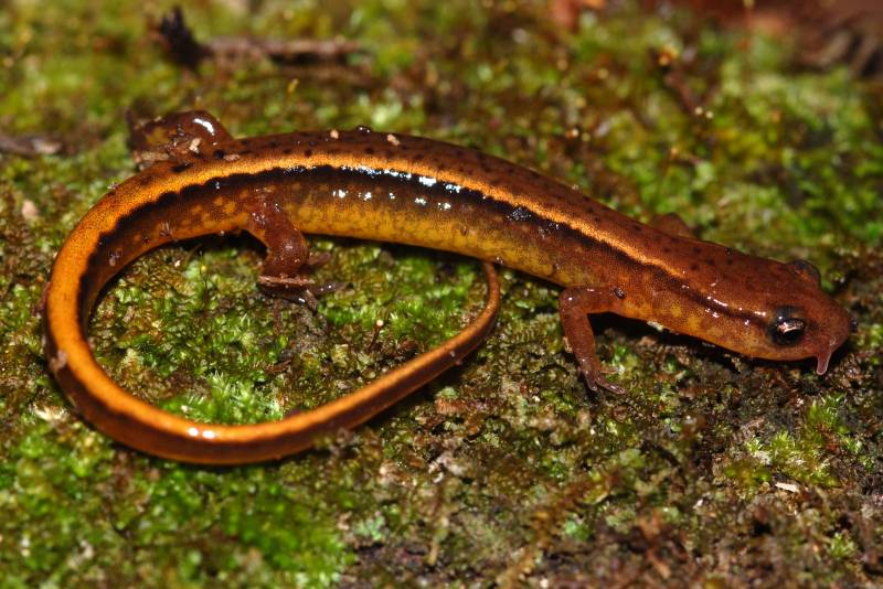 Las salamandras desaparecen en América Central
