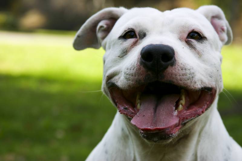 Los perros son agresivos si reciben una mala educación