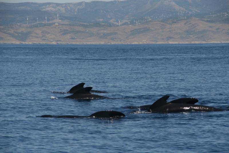 Identificadas 27 especies de cetáceos en el sur peninsular y Marruecos