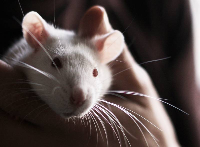 La UE refuerza la protección de los animales utilizados en experimentos científicos 