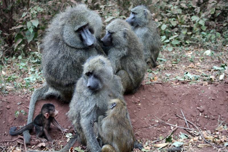 babuinos