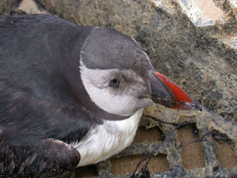 Los continuos temporales arrastran aves marinas a las costas cantábricas y gallegas