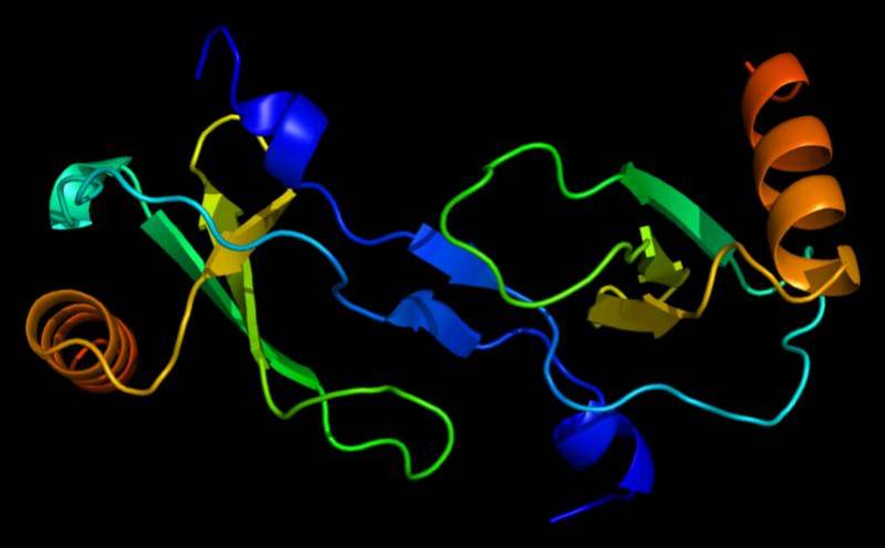 Los glóbulos blancos, implicados en la metástasis del cáncer de mama