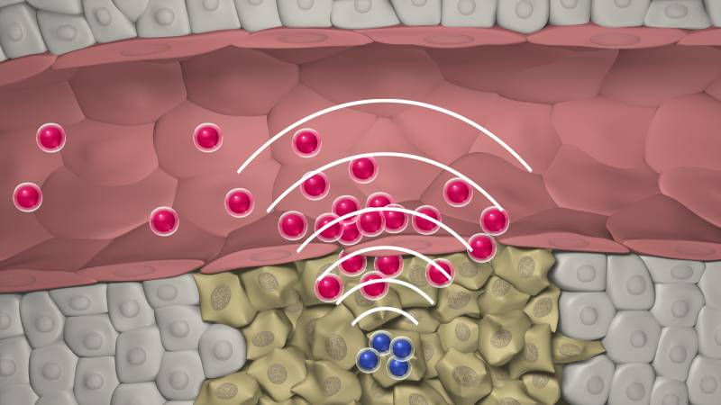 Nanopartículas para informar dónde está el tumor