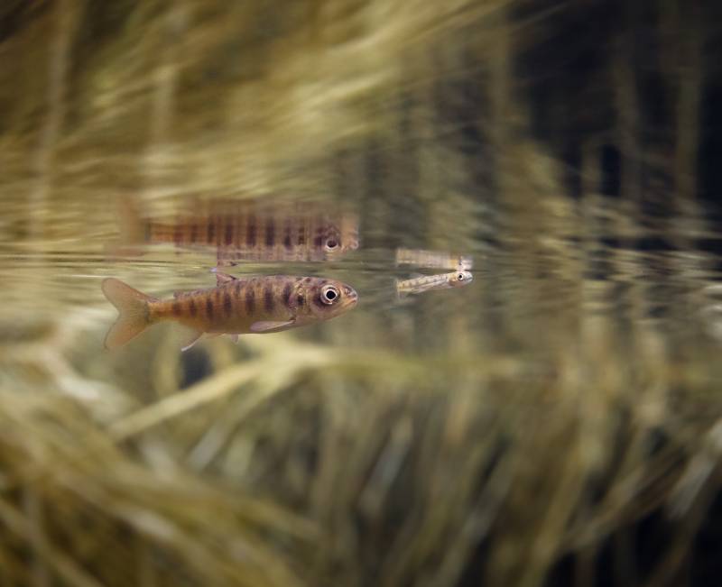 Peces que quieren más