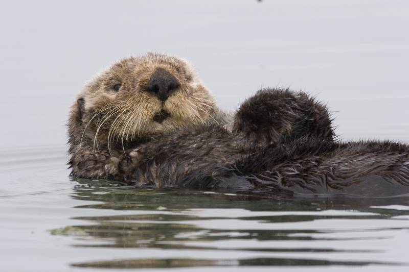 Proteger la biodiversidad con objetivos más realistas 
