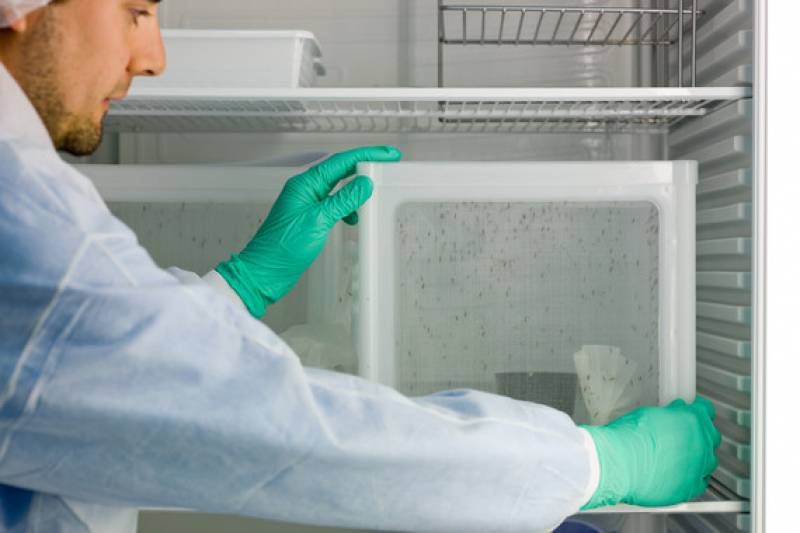 Un fármaco mata al parásito de la malaria con una dosis de menos de un euro