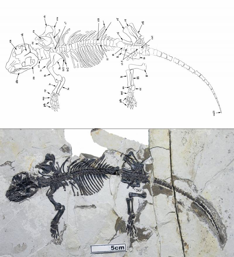 Un fósil ‘clave’ en la evolución auditiva de los mamíferos