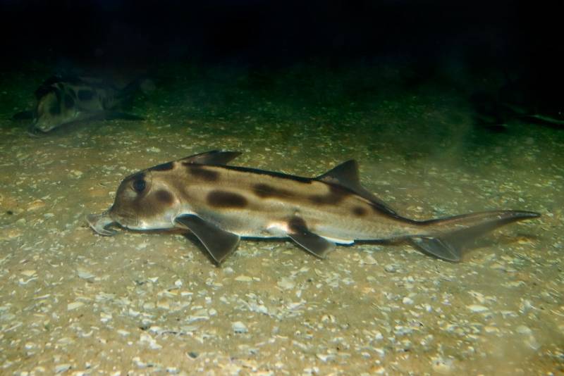 Un mismo proceso genético forma las branquias de los peces y los dedos de los mamíferos
