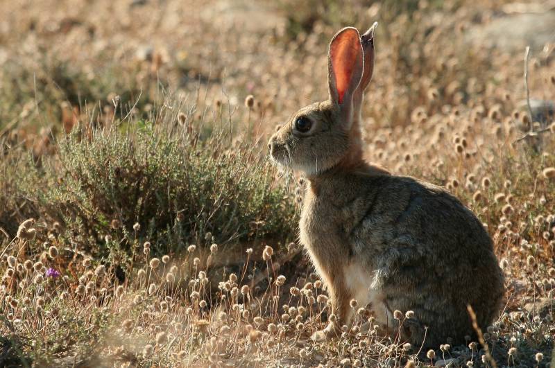 Una nueva variante de la enfermedad hemorrágica de los conejos hace peligrar al lince 